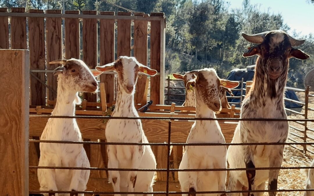 Pasturabosc
